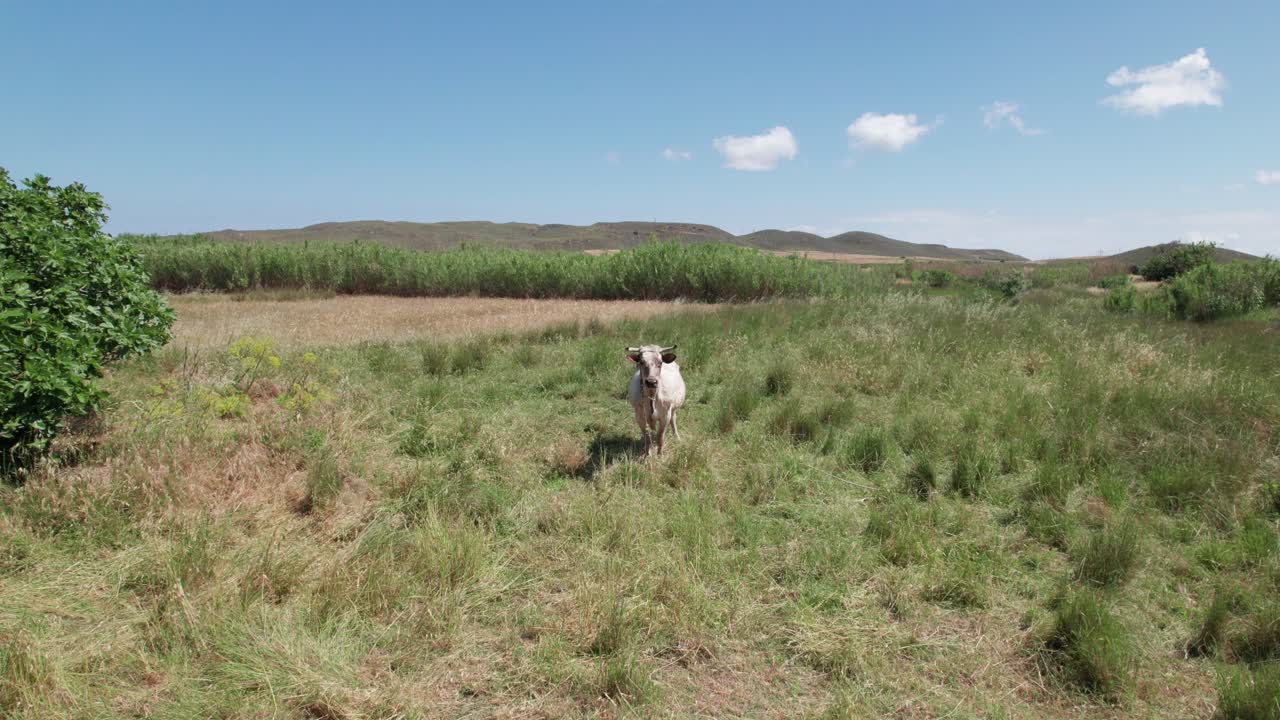 el toro blanco con cuernos se encuentra en medio del prado de hierba fuera del campo de maíz en un día soleado