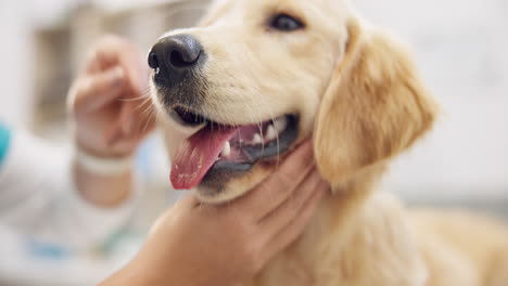 dog checkup, teeth and a vet for dental care