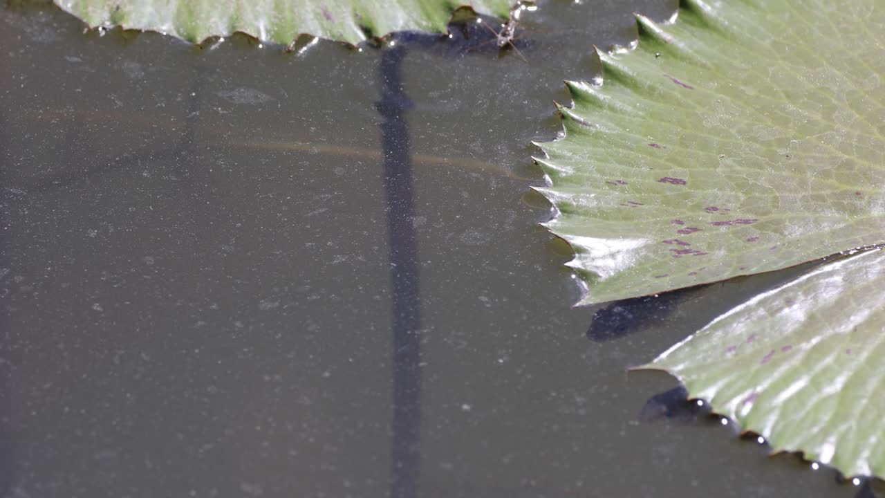 잎 잔해 를 물 위 에 어 놓은 거미