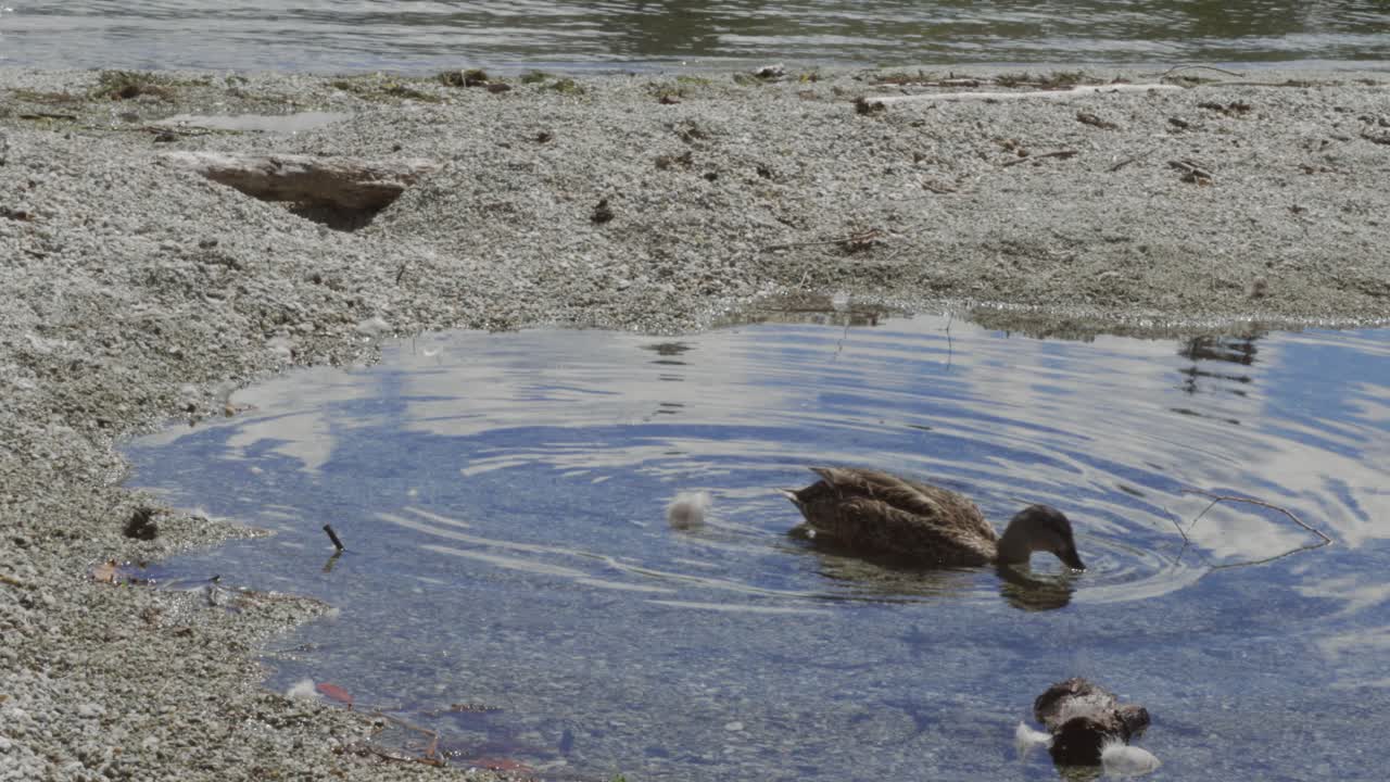 A Duck on the Shore of Lake Wanaka in New Zealand