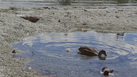 a duck on the shore of lake wanaka in new zealand