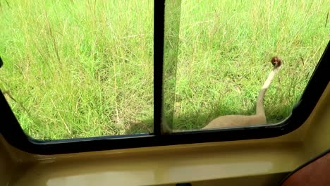 female lion looking for shade beside a 4x4 jeep in hot savannah