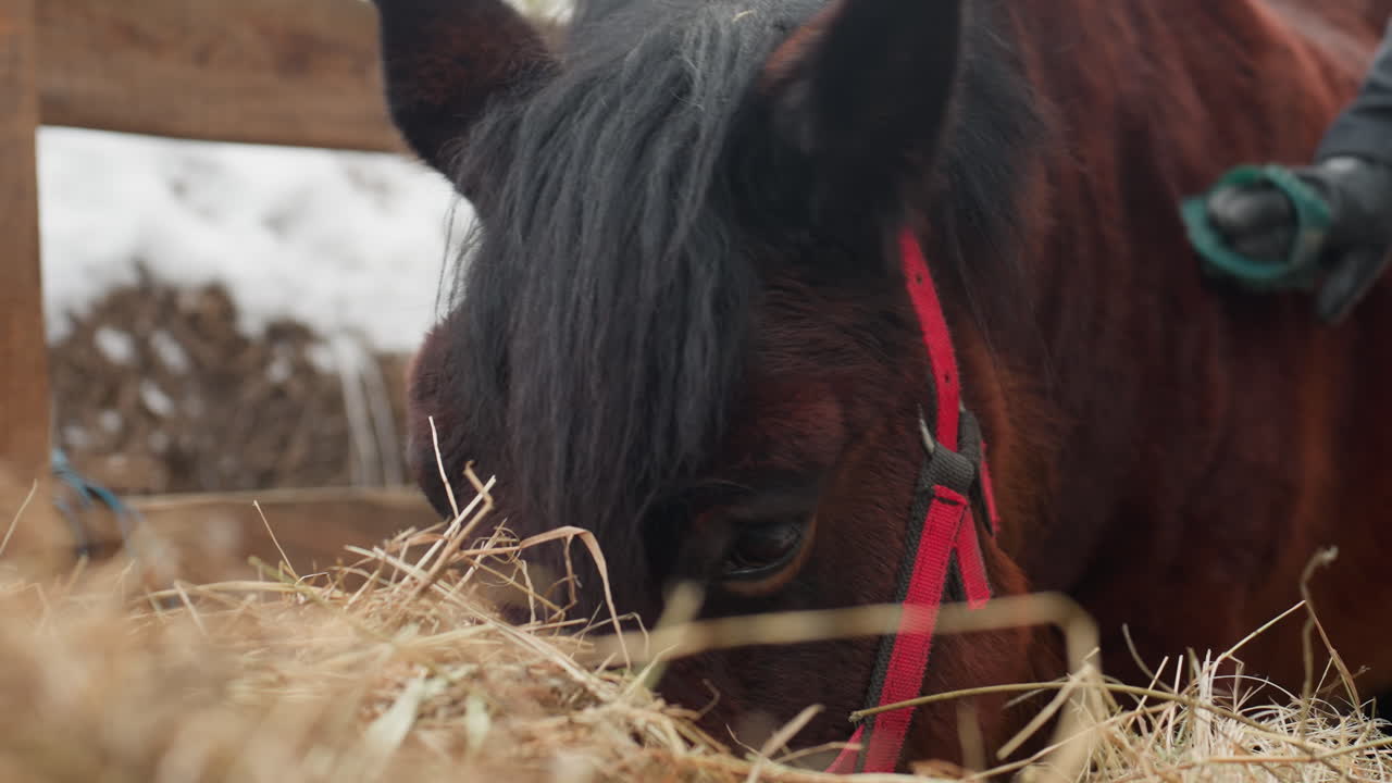 Persona compasiva alimentando a un caballo durante el invierno, entorno rural donde una persona amable ofrece comida a un poni en medio de la nieve, voluntario entregado cuidando del poni ofreciéndole alimento en un entorno rural nevado