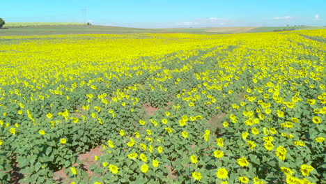 Vista-Aérea-De-Una-Hermosa-Plantación-De-Girasoles-En-Un-Día-Soleado