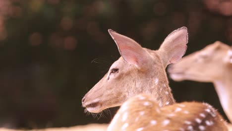 relaxed wild spotted deer chewing, head shot, copy space. sri lanka.