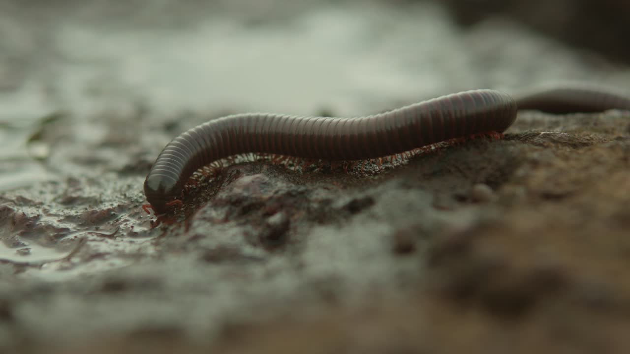 Close-up of a Millipede Crawling on a Wet Rock