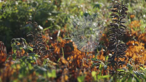 a thin and delicate spiderweb suspended between the dry stems of the lupine