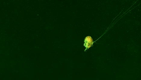 medusas moviéndose con gracia en un entorno de acuario