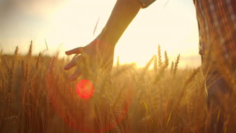 Viejo-Granjero-Caminando-Por-El-Campo-De-Trigo-Al-Atardecer-Tocando-Espigas-Con-Las-Manos---Concepto-De-Agricultura.-Brazo-Masculino-Moviéndose-Sobre-Trigo-Maduro-Que-Crece-En-El-Prado.