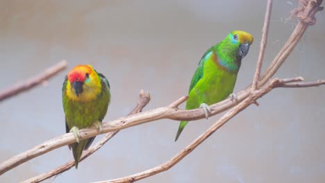 beautiful bright green australian parrots sit on a 4k 2025 08 04 22 59 15 utc.mov | africa, alisterus scapularis, america, animal