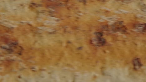 close up of tree bark texture
