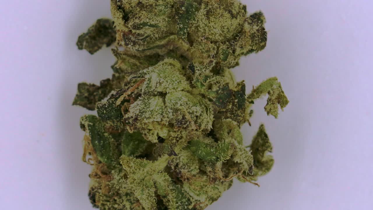 의료용 잡초 식물 대마초 대마초