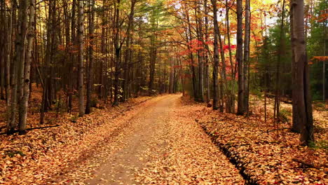 Fall-leaves-along-a-country-road