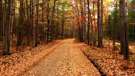 folhas caem ao longo de uma estrada secundária