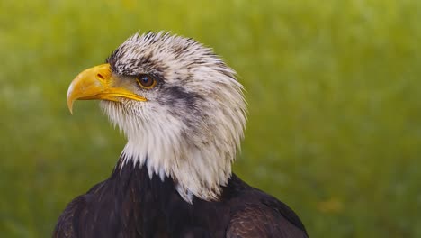 Video-of-the-American-bald-eagle,-slow-motion,-close-up