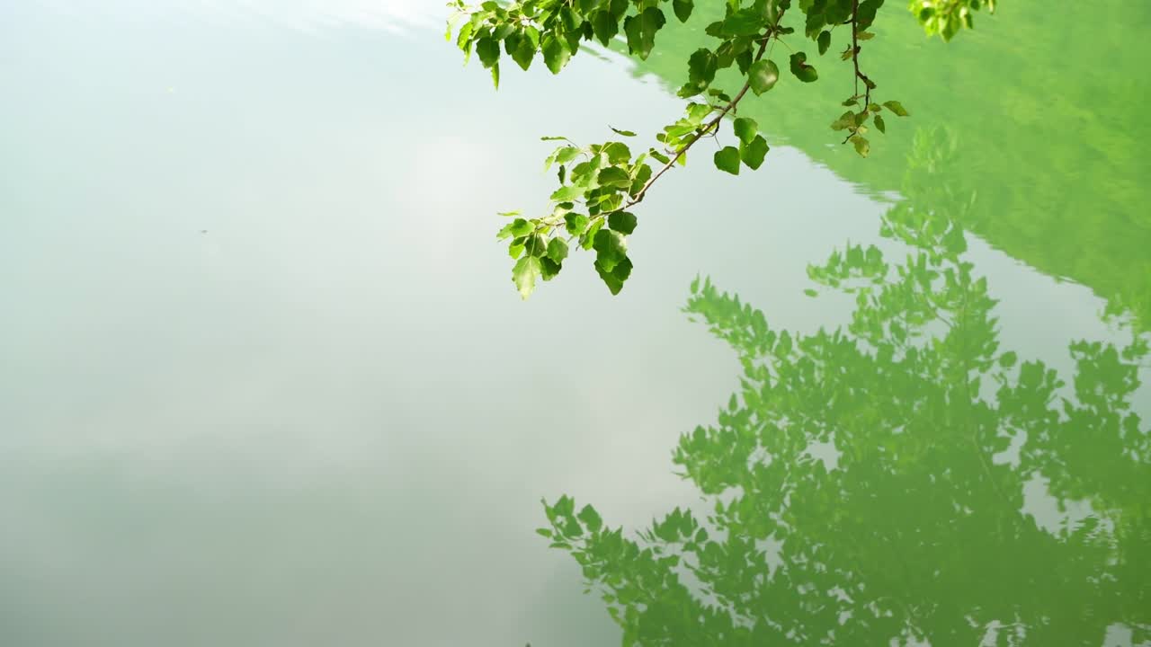 초록색 잎이 있는 나가지가 호수의 초록색 물 위에 있습니다.