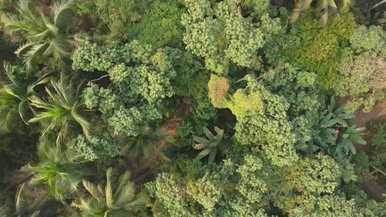 toma de vista de área de selva o bosque