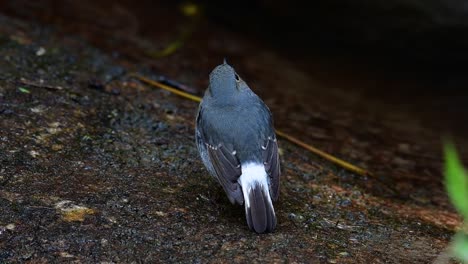 This-female-Plumbeous-Redstart-is-not-as-colourful-as-the-male-but-sure-it-is-so-fluffy-as-a-ball-of-a-cute-bird