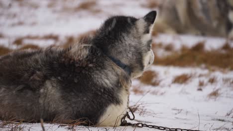 sleepy sled dog in the snow