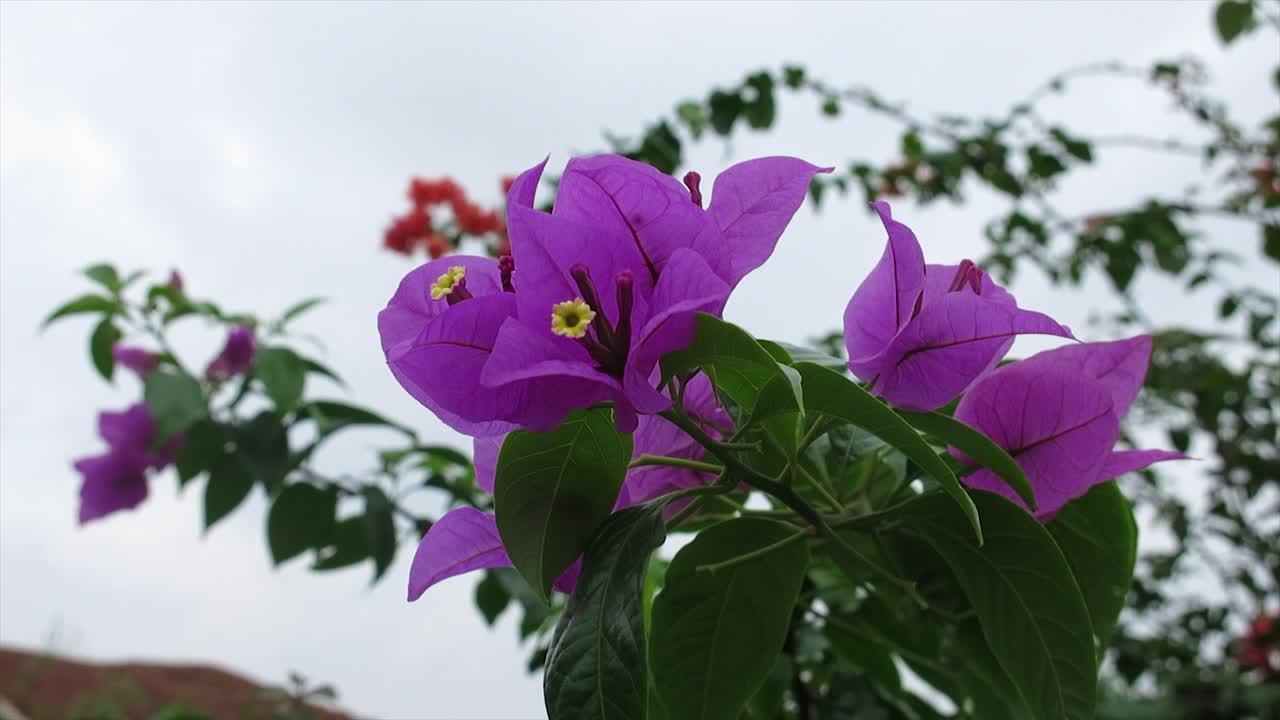 4k una flor morada que sopla en el viento