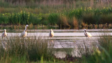 group of eurasien spoonbills resting in water marshes of netherlands - wide shot