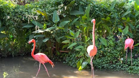 flamingos wading in a lush, green habitat