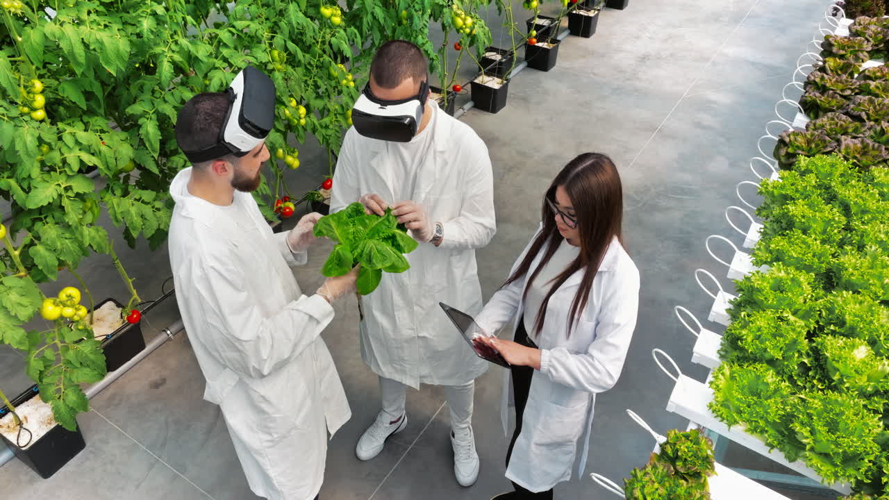 Aerial drone view of three laboratory technicians in white coats wearing Virtual Reality headsets, analysing lettuce grown with the Hydroponic method in a greenhouse