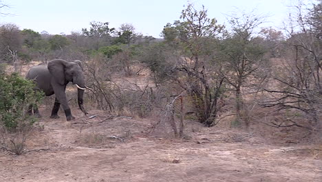 Elephant-Bull-Charges-a-Pride-of-Lions,-Kruger-National-Park