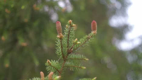 Frühlingserwachen-Der-Natur