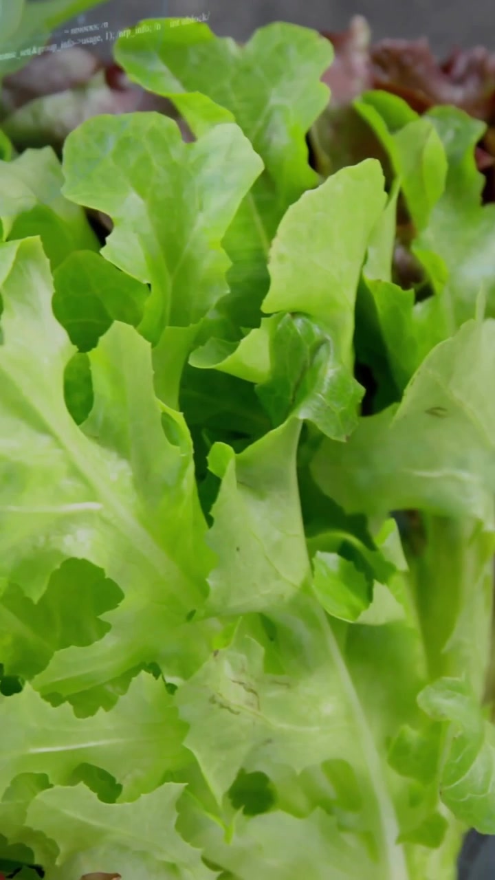 Vertikales Video: Kamera nähert sich, Salatblätter zeigen Adern und Farbe für eine Nahaufnahme.