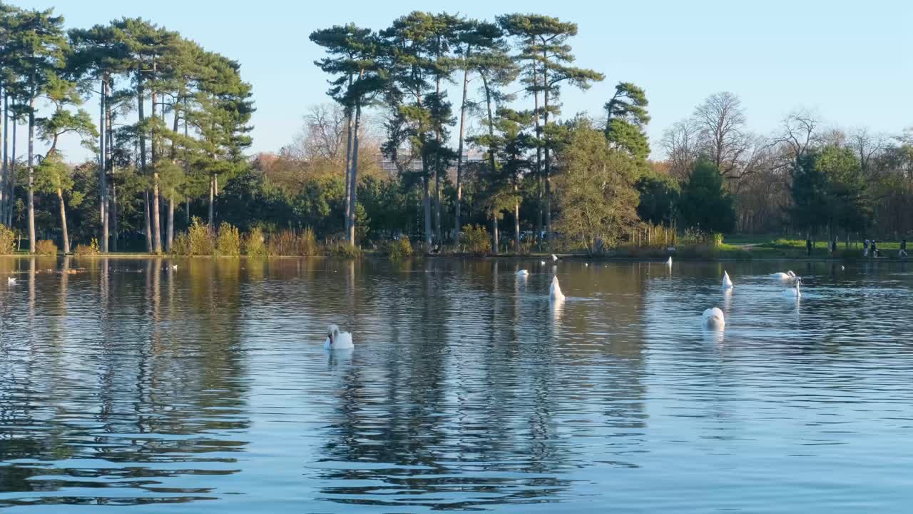 파리의 보이스 드 부로뉴 공원 (bois de boulogne park) 의 백조와 동식물의 사진
