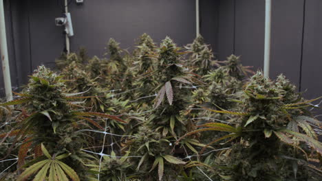 a wide view of the entire cannabis grow room in full flower, ready to harvest. the 4k footage zooms in to reveal high-quality details of the blooming plants, perfect for cultivation display.