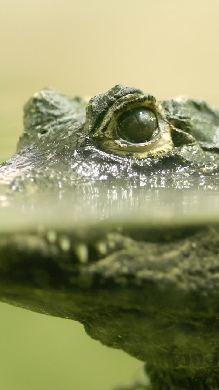 Scary crocodile submerged in murky green water