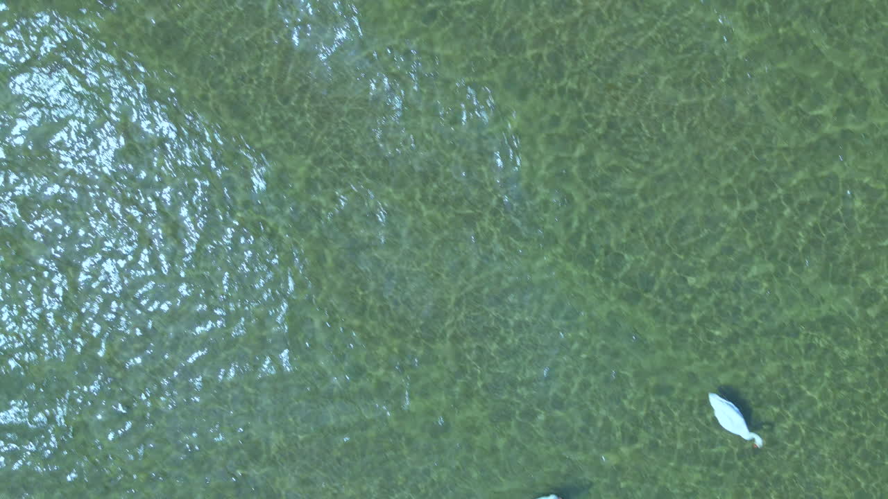 Aerial top down Swans swim in clear sea water, sand of the bottom is breaking through the water surface