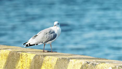 seagull briefly surveys area standing on yellow pier then flies into open sky
