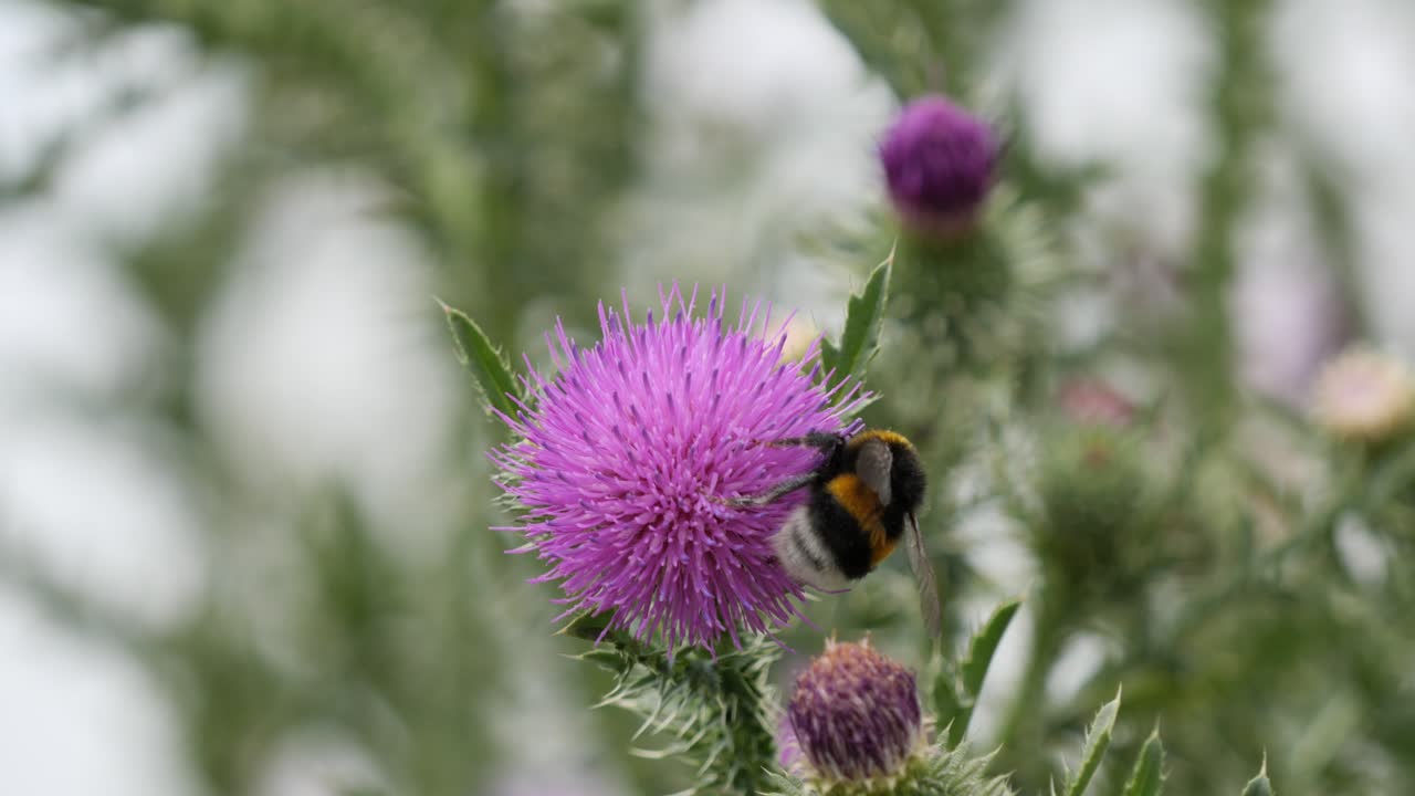 꽃가루를 모으는 땅벌을 끌어들이는 바람에 부드럽게 흔들리는 목화 엉겅퀴 또는 스코틀랜드 엉겅퀴