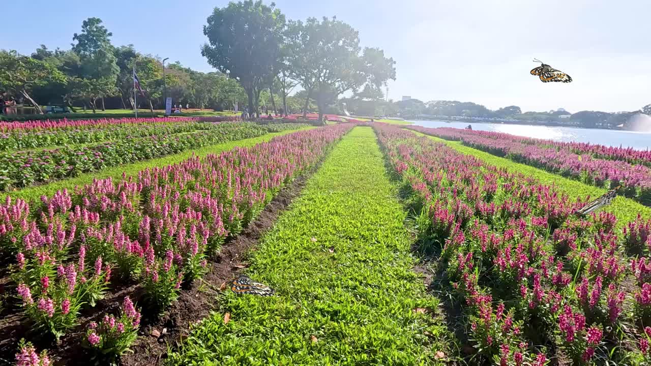 A butterfly gracefully flutters over colorful flower rows under bright sunlight, showcasing nature's beauty and tranquility