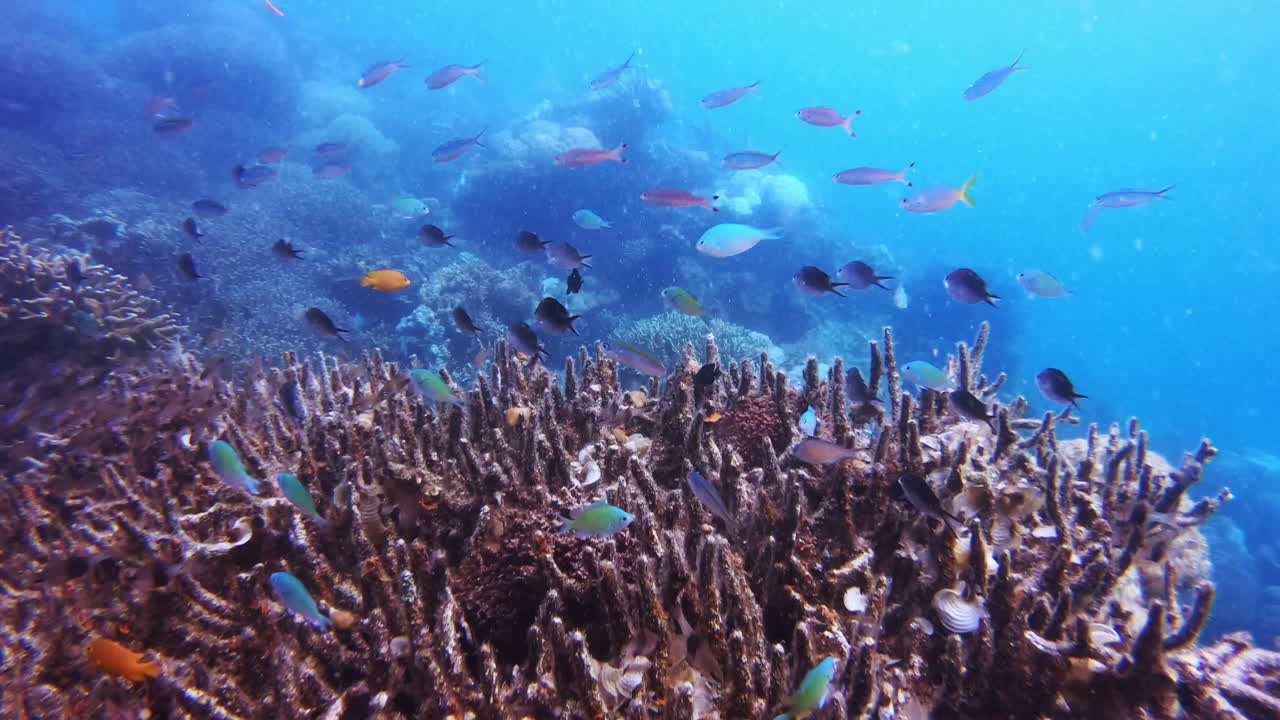 otro día en la vida de un pez