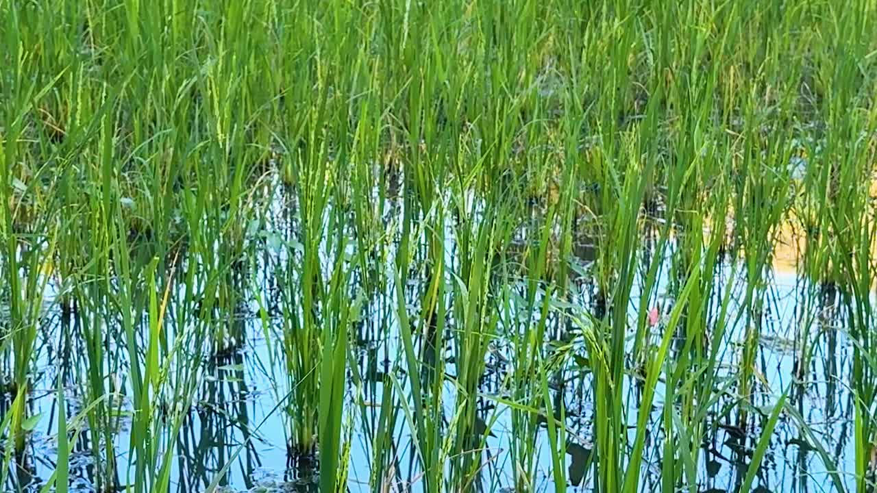 Detaljeret billede af levende risplanter, der vokser i vand, reflekterer sollys og viser naturlig vækst.