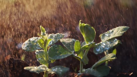 pea seedlings in the rain