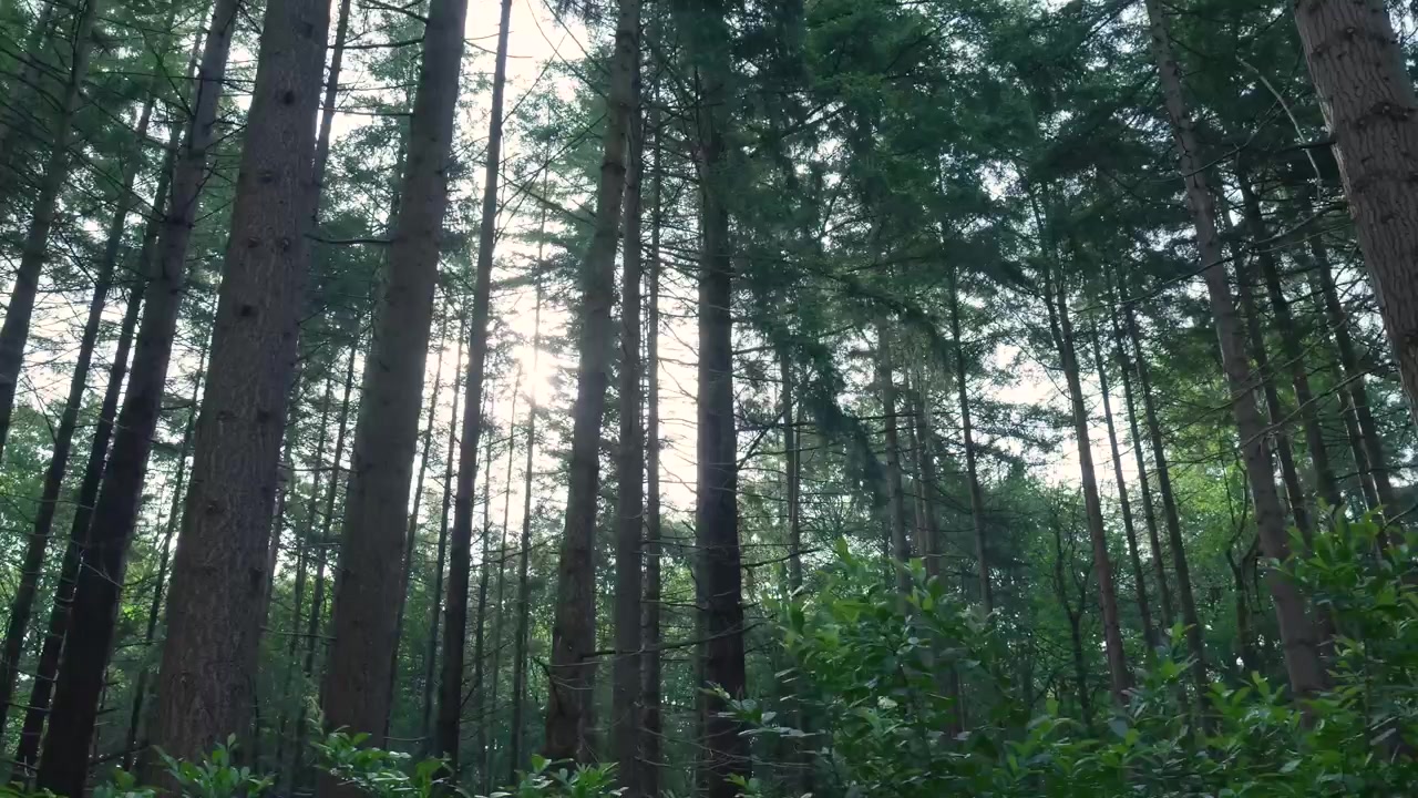 La luce solare filtra attraverso gli alti alberi in una fitta foresta