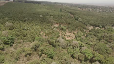 Flying-above-woodland-forest-on-the-Kilimanjaro-slope-of-African-wilderness-aerial-rising-view-above-trees