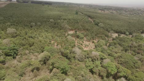 flying above woodland forest on the kilimanjaro slope of african wilderness aerial rising view above trees