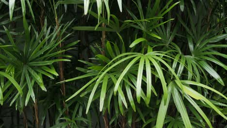 árbol-Tropical-Verde-Durante-El-Día-De-Verano