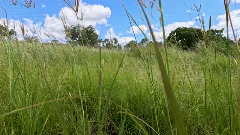 exploring lush grasses and wildflowers by the roadside