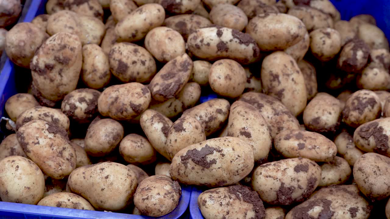 In the lively market, vendors display a stunning variety of fresh tubers, showcasing different shapes and sizes