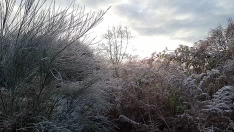 winter frost covered fern foliage under early morning cloudy glowing sunrise