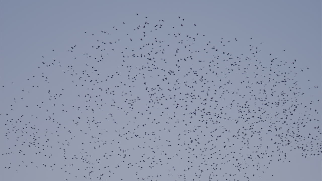View of a horde of crows flying on a gray sky on the background