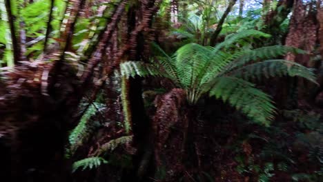 la exuberante vegetación y los helechos en el bosque tropical de melbourne