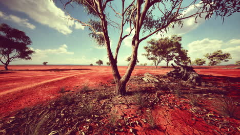 árbol-De-Acacia-En-Las-Llanuras-De-Sabana-Abierta-De-áfrica-Oriental,-Botswana